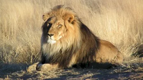 E adevărat ca leii sunt pe cale de dispariție? Cați lei mai sunt în sălbăticie?