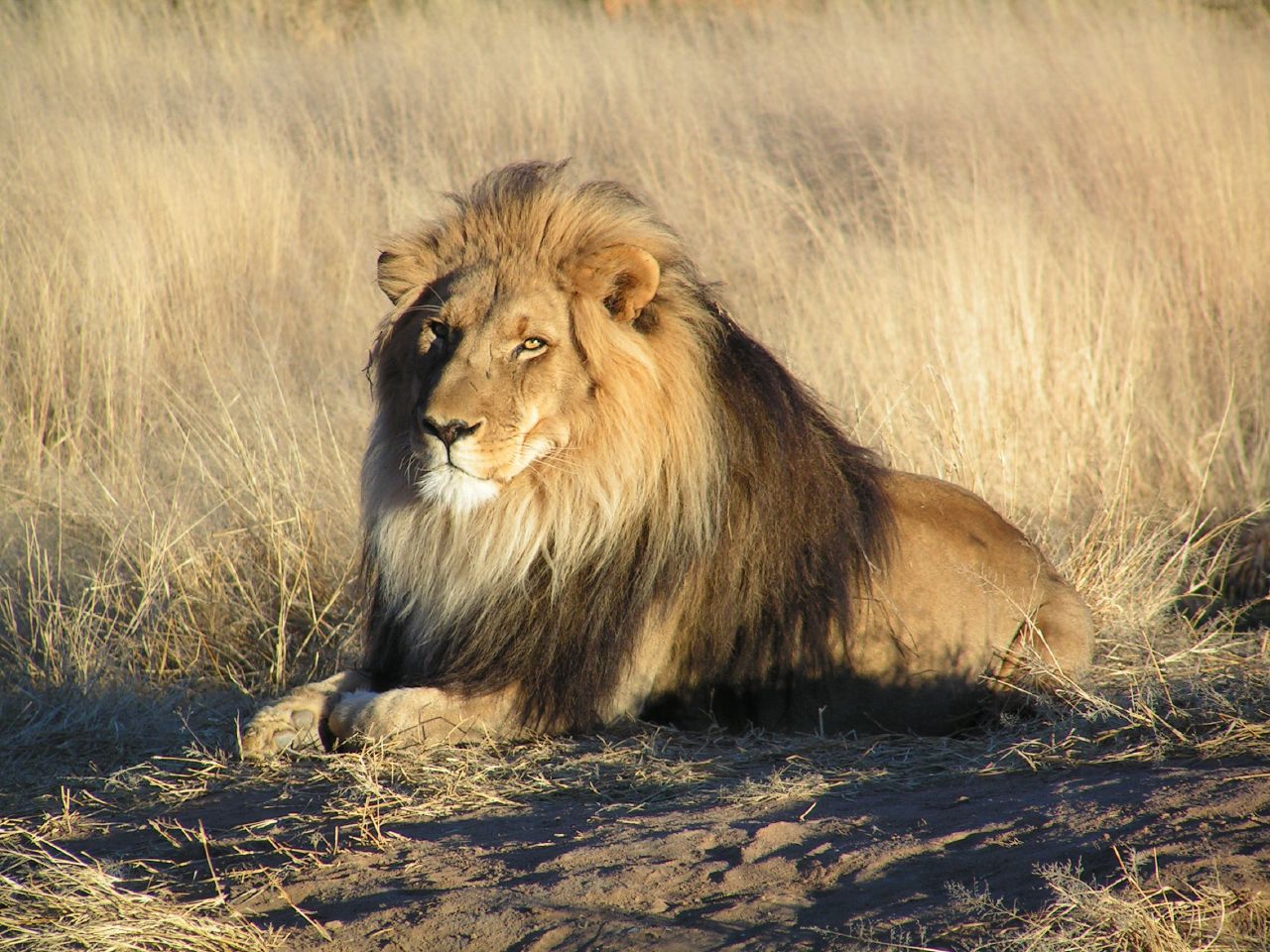 E adevărat ca leii sunt pe cale de dispariție?