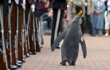 E adevărat că în Norvegia un pinguin a fost făcut cavaler? Ce avea special animalul?