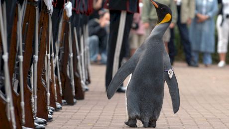 E adevărat că în Norvegia un pinguin a fost făcut cavaler? Ce avea special animalul?