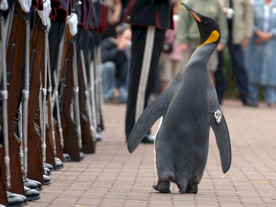 Nils Olav the Penguin inspects the Kings Guard of Norway after being bestowed with a knighthood at Edinburgh Zoo
