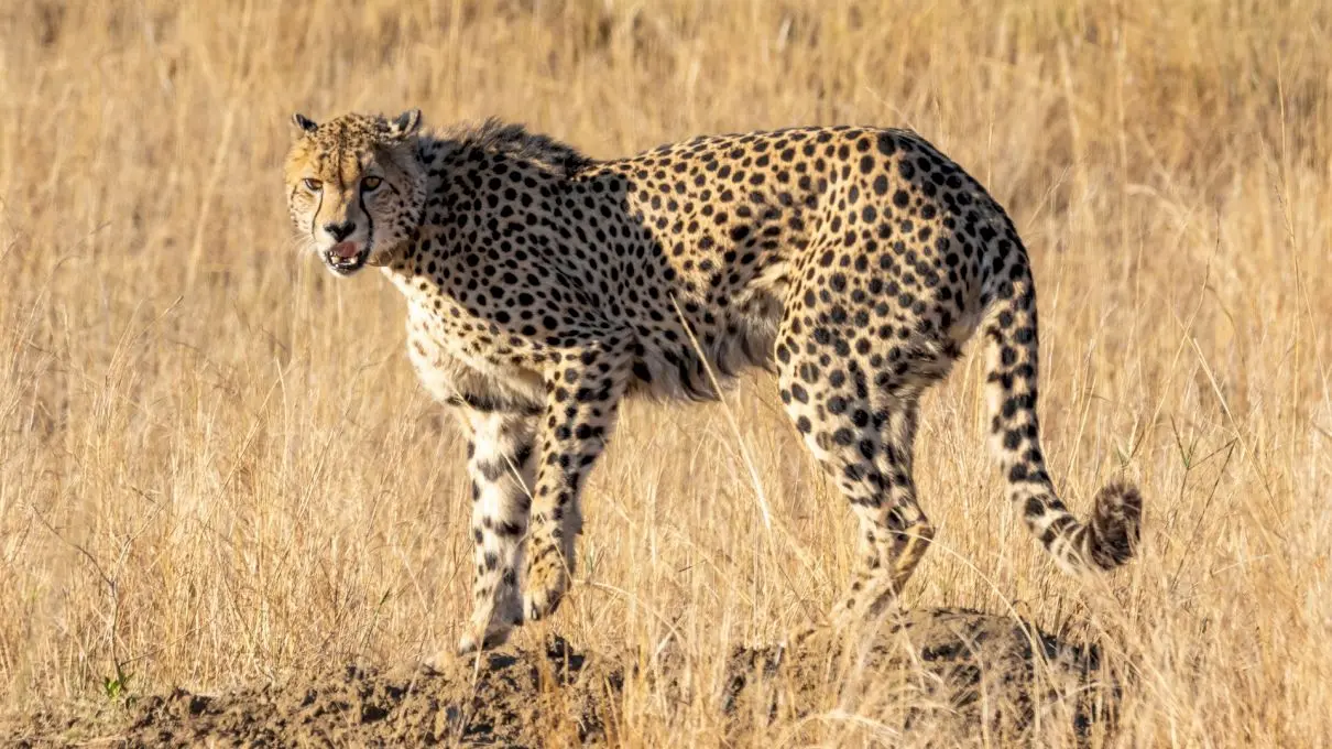 Este ghepardul cel mai rapid animal terestru din lume? Unde trăiește fiara?