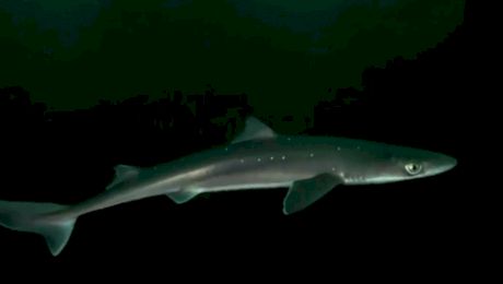 Ce specie de rechin trăiește în apele Mării Negre?