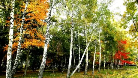 Care este Pădurea de Argint a lui Mihai Eminescu?