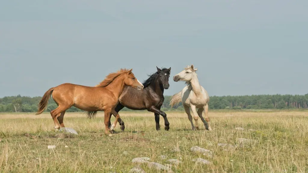 Curiozități despre Pădurea Letea, locul unde caii sălbatici aleargă în liniște