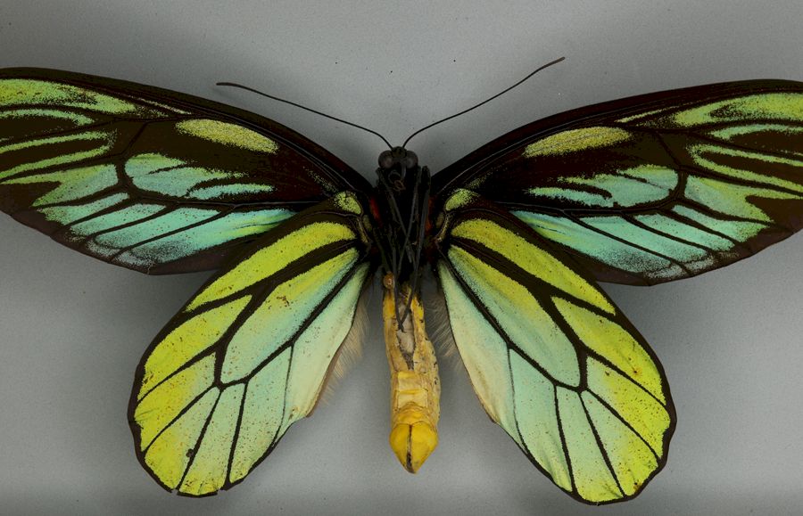 Ornithoptera alexandrae