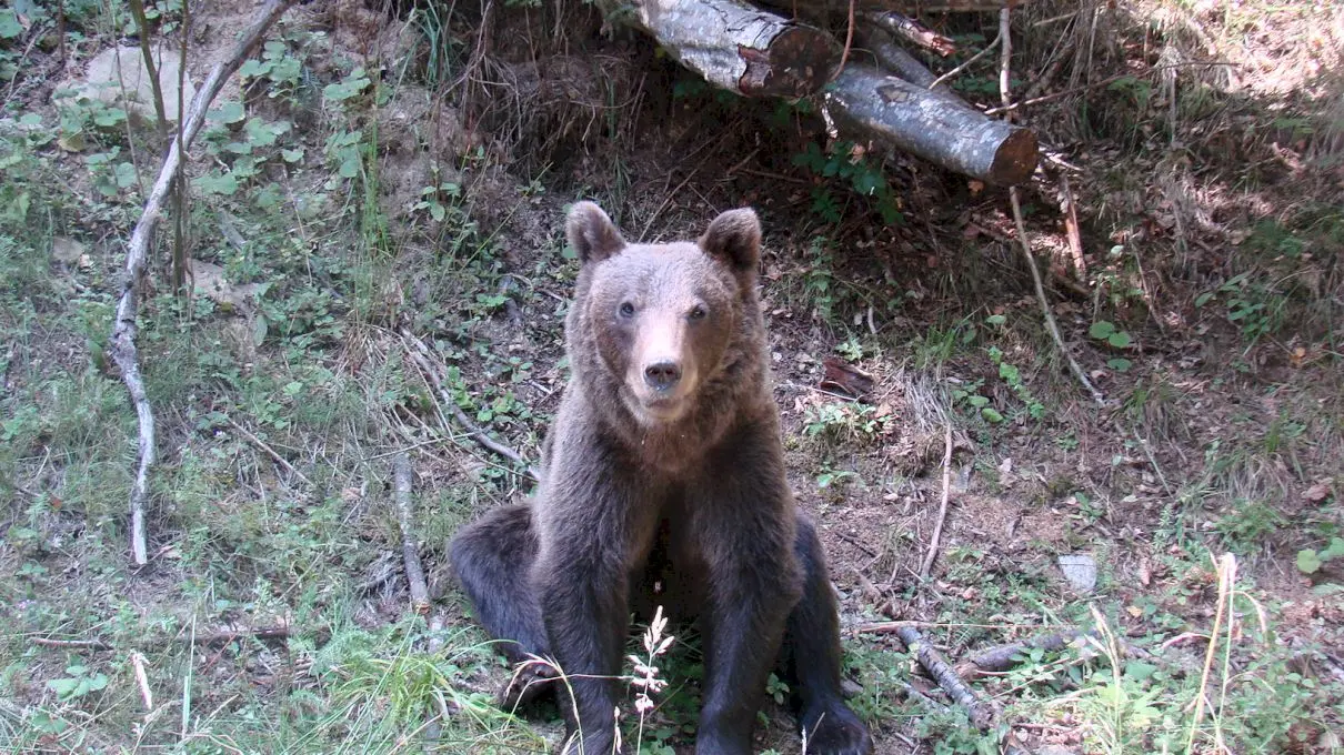 Câți urși bruni mai sunt în România? Câți urși ar trebui să fie?
