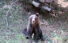 Câți urși bruni mai sunt în România? Câți urși ar trebui să fie?