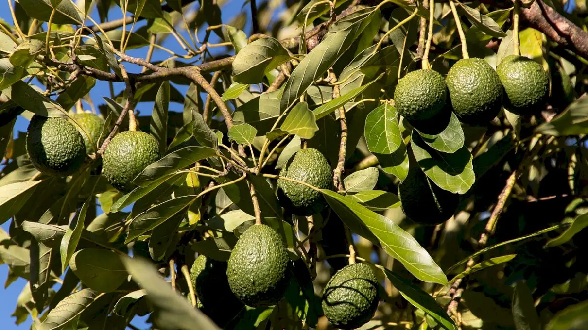 Cum arată fructele de avocado în copac? Cum se coace avocado?
