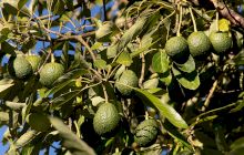 Cum arată fructele de avocado în copac? Cum se coace avocado?