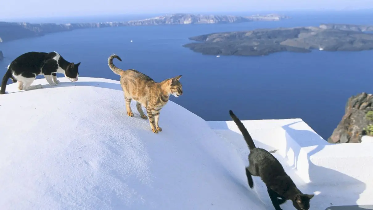 De ce sunt multe pisici în Grecia? Care este explicația?