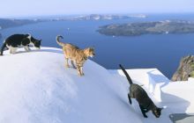 De ce sunt multe pisici în Grecia? Care este explicația?