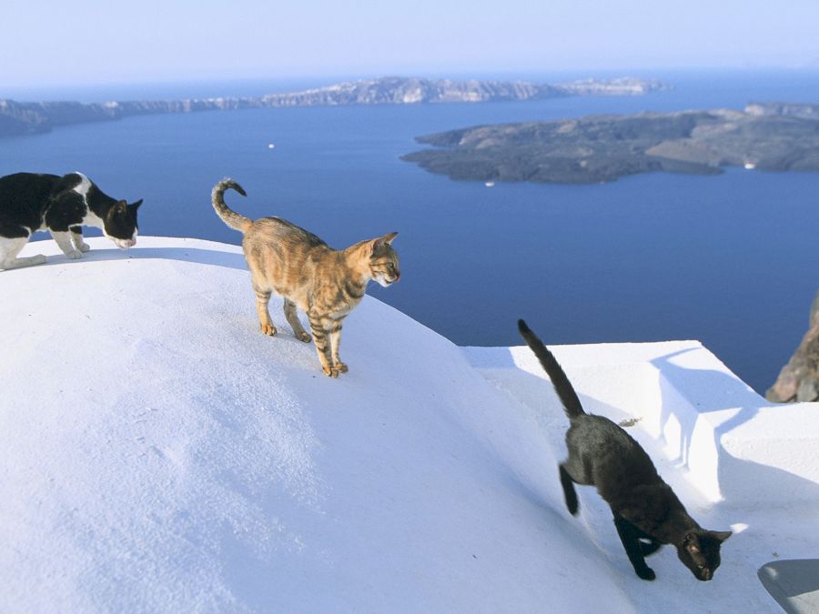 Cats In Greece