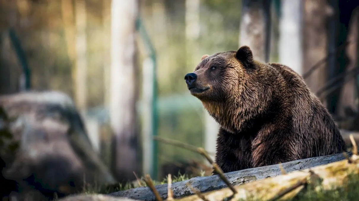 Care e povestea ursului care a mâncat 30 de kg de cocaină?