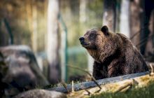 Care e povestea ursului care a mâncat 30 de kg de cocaină?