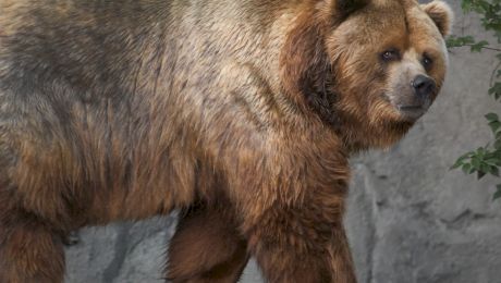 Cât cântărea cel mai mare urs din istorie? Unde a trăit?