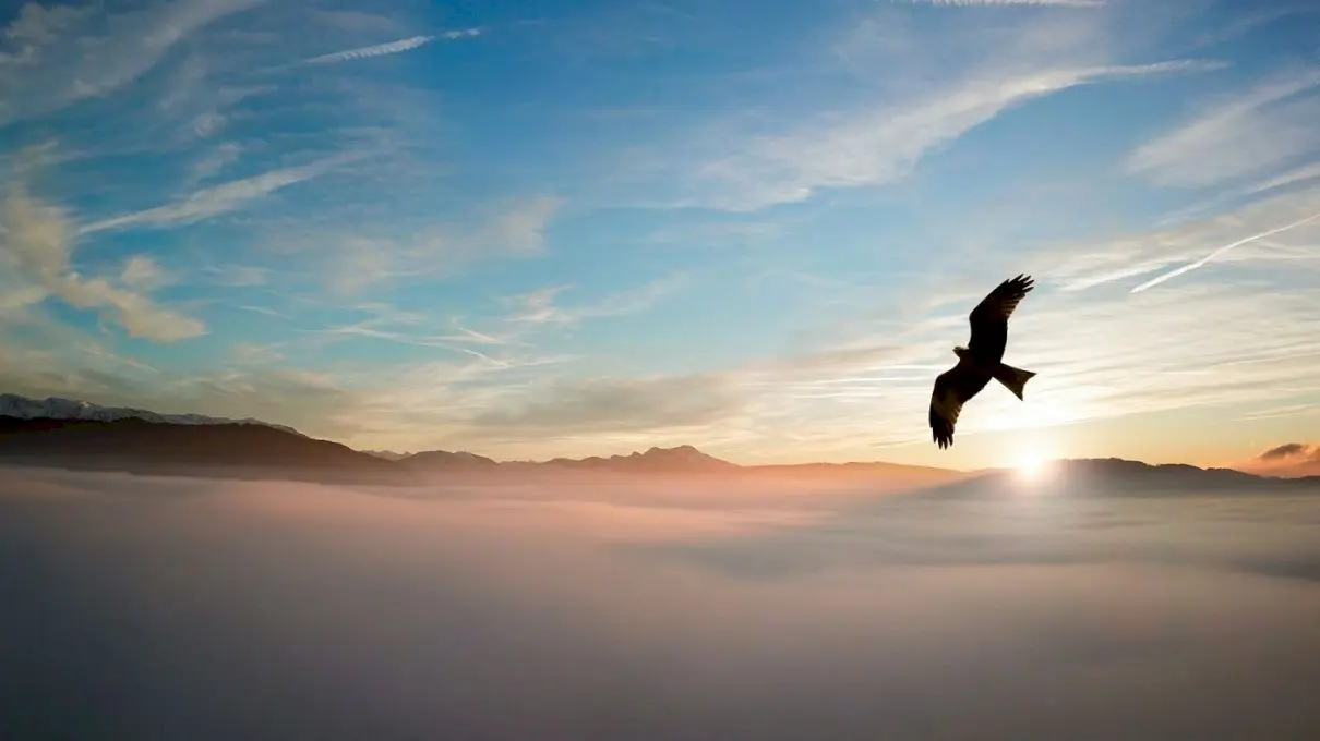 Cum arată traseul unui vultur ce a zburat 20 de ani? Ce a ocolit pasărea an de an?