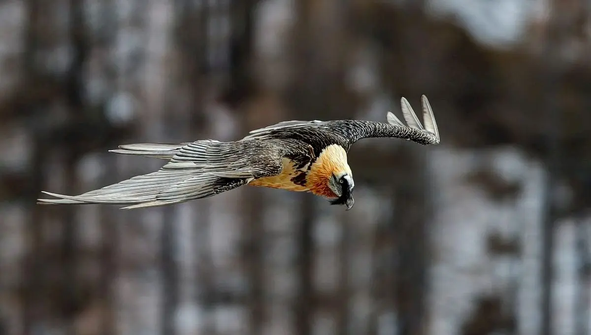 Cum arată vulturul zăgan? Când a fost văzut în România?