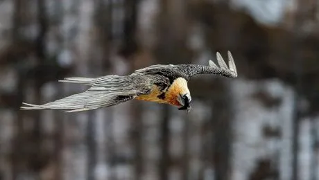 Cum arată vulturul zăgan? Când a fost văzut în România?