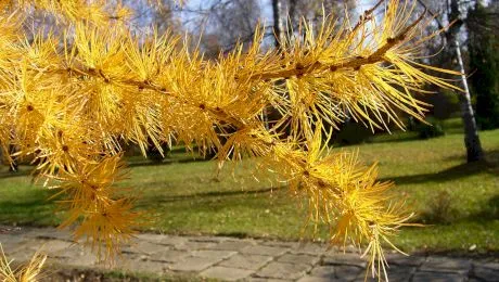 Care este singurul conifer cu frunze căzătoare?