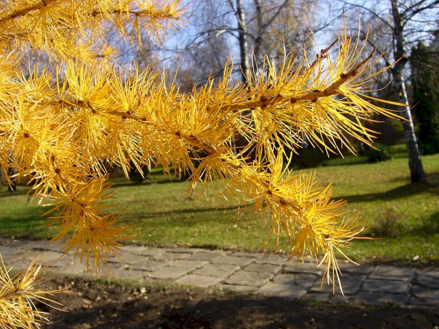 conifer cu frunze căzătoare