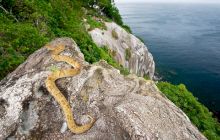 Șerpărie. Care este locul cu cei mai mulți șerpi veninoși din lume?
