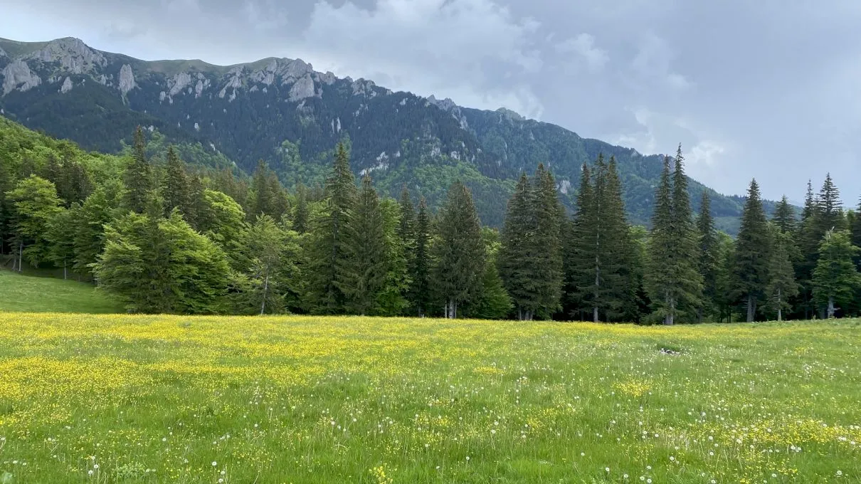 Cât la sută din Munții Carpați se află pe teritoriul României?