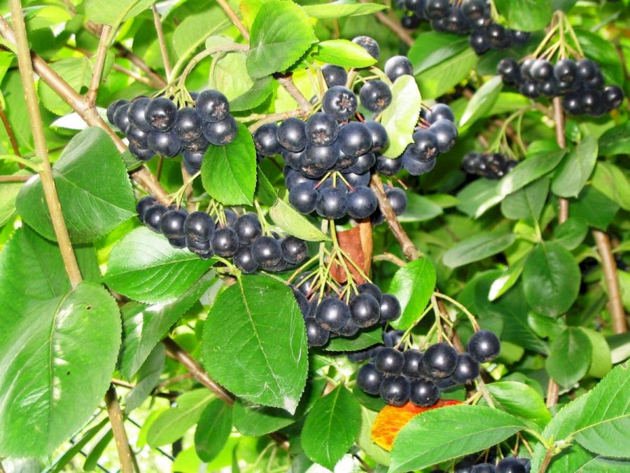 Fructe de aronia