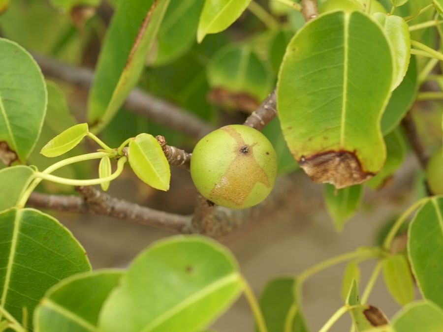 Manchineel fruct