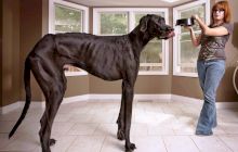 Care este cel mai mare câine din istorie? Cum arată acesta?