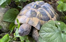 Curiozități despre broaștele țestoase. E adevărat că țestoasele pot trăi și fără creier?