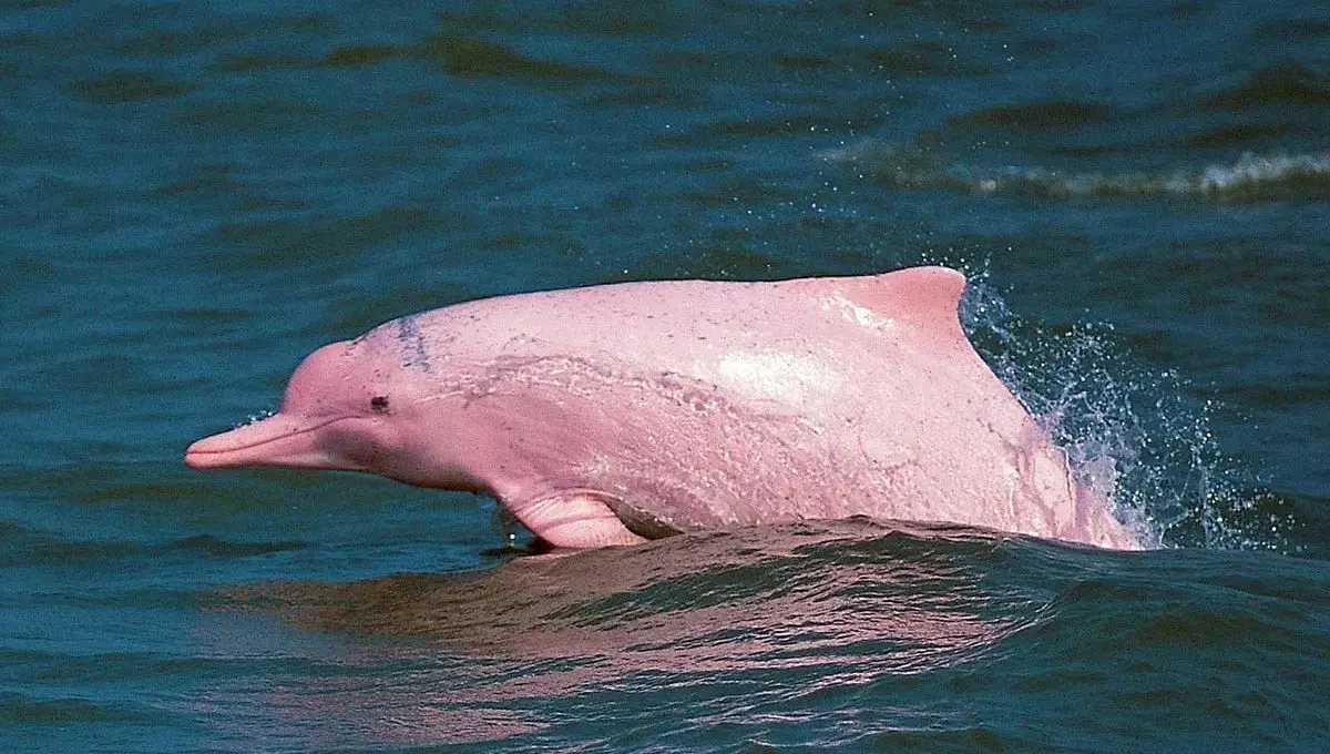 Cum arată delfinii roz și unde pot fi văzuți?