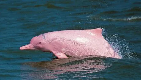 Cum arată delfinii roz și unde pot fi văzuți?