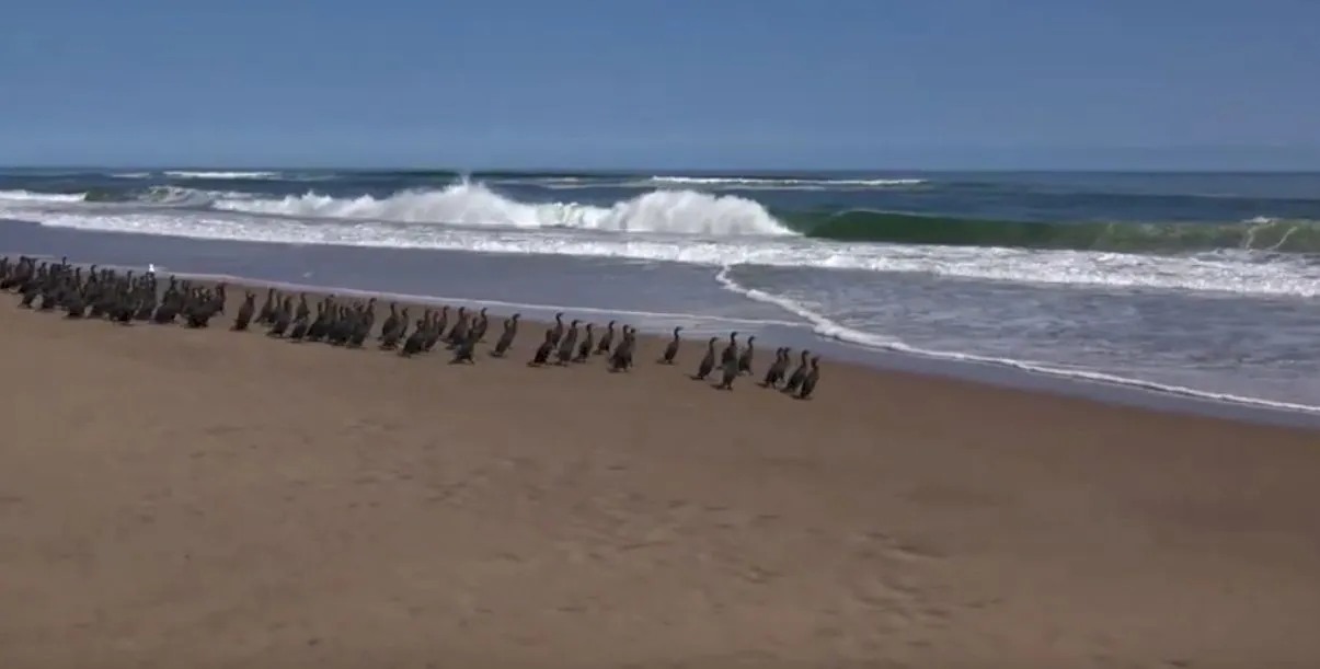 Care este locul unde oceanul întâlnește deșertul?