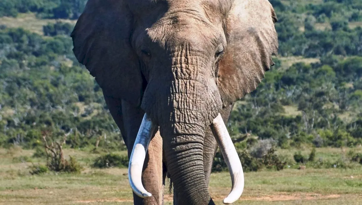 De ce este fildeșul de elefant atât de prețios? Care este explicația?