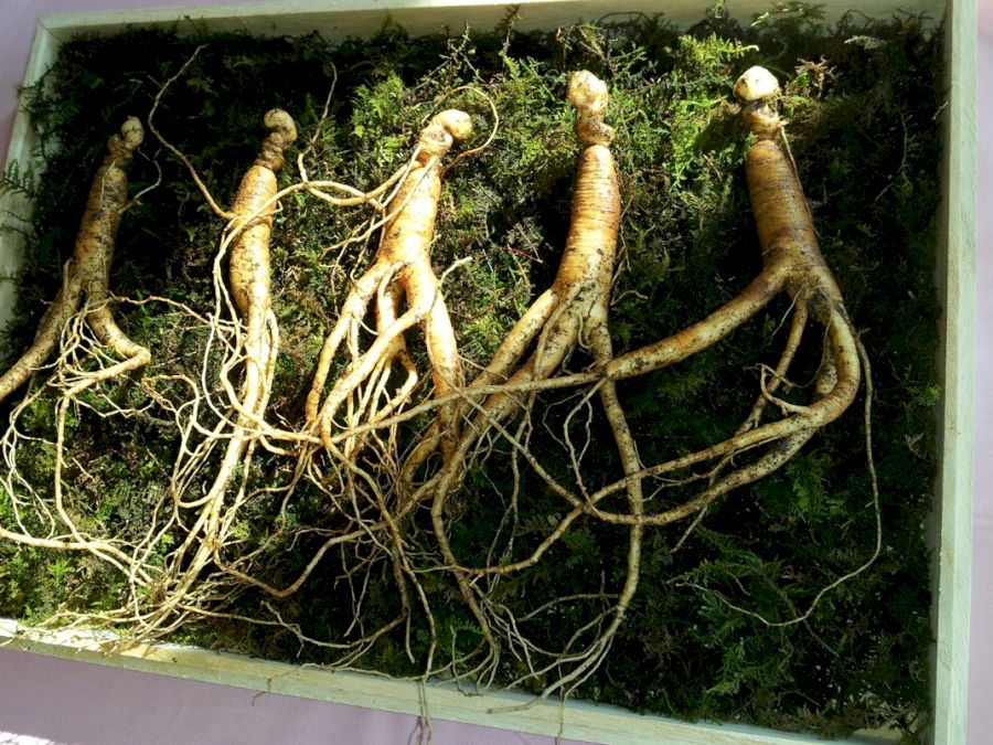 Ginseng