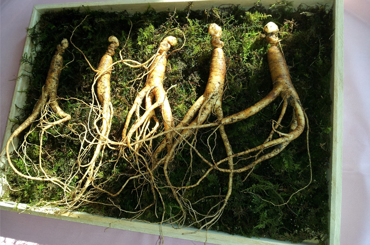 rădăcină și erecție de ginseng