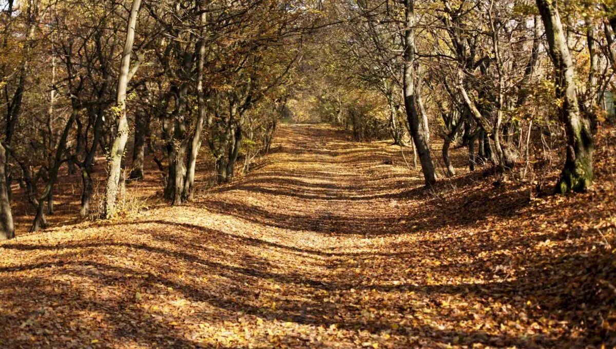 Hoia-Baciu, locul din România unde se petrec cele mai stranii fenomene