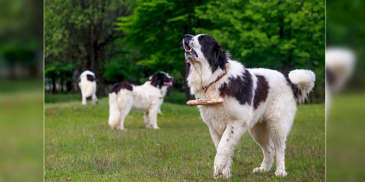 De ce câinii ciobănești din România poartă la gât un băț?