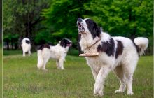 De ce câinii ciobănești din România poartă la gât un băț?