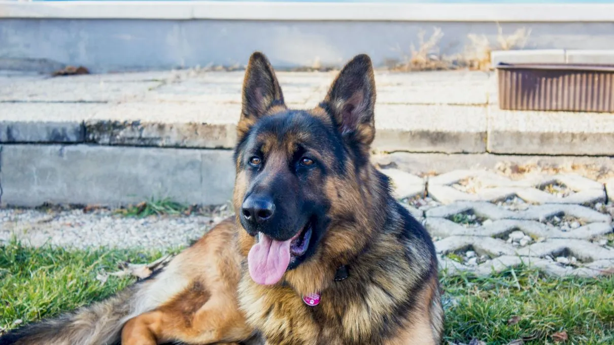 De ce oftează câinele? Ce transmite câinele când oftează?