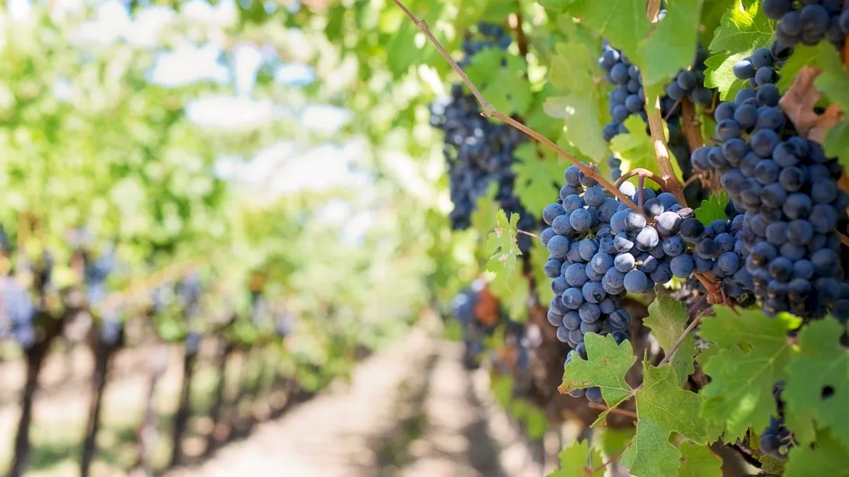 Câte boabe de struguri sunt necesare pentru o sticlă de vin?