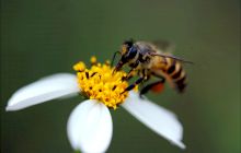 Curiozități despre albine. Cât trăiesc albinele?