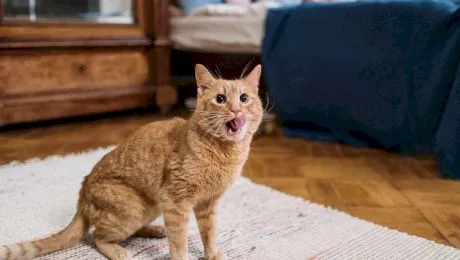 De unde vine expresia „ți-a mâncat pisica limba”?