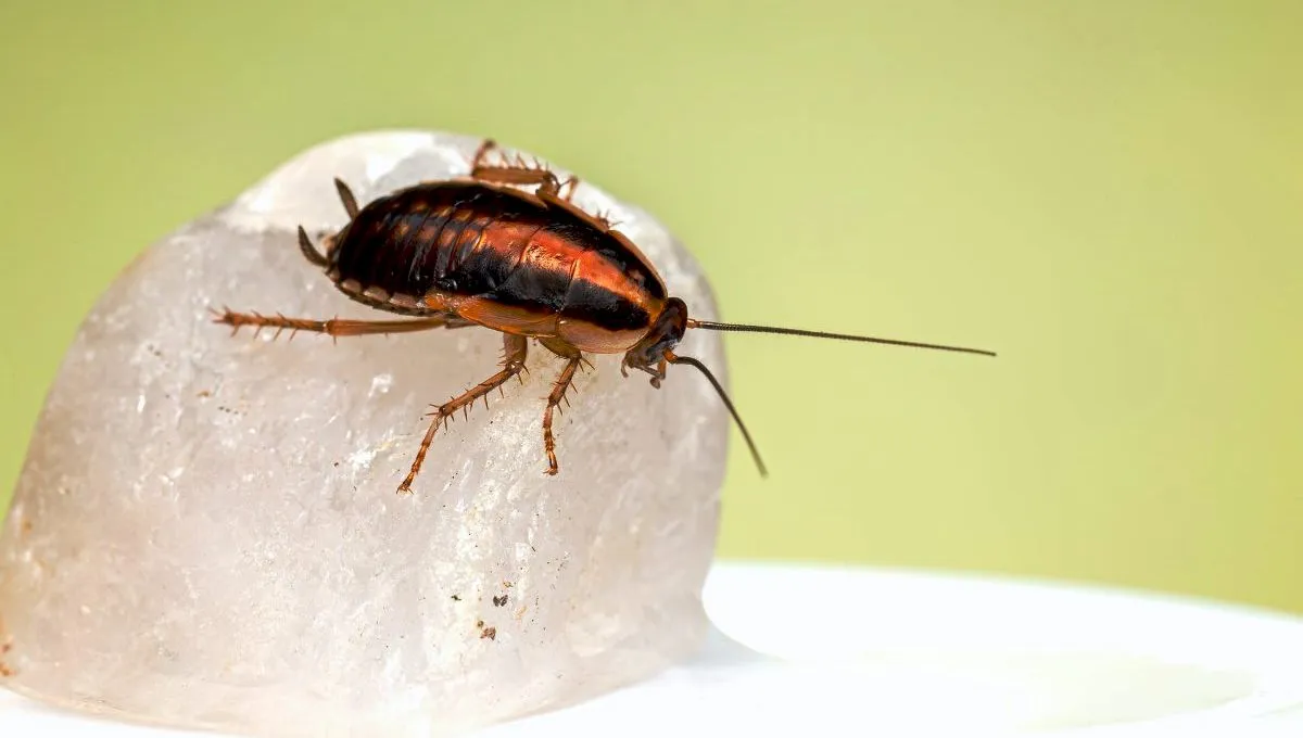 De ce omenirea va dispărea și gândacii vor supraviețui?