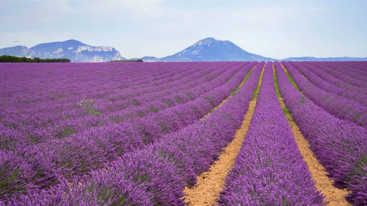 Curiozități despre lavandă. Ce beneficii terapeutice are lavanda?