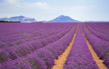 Curiozități despre lavandă. Ce beneficii terapeutice are lavanda?