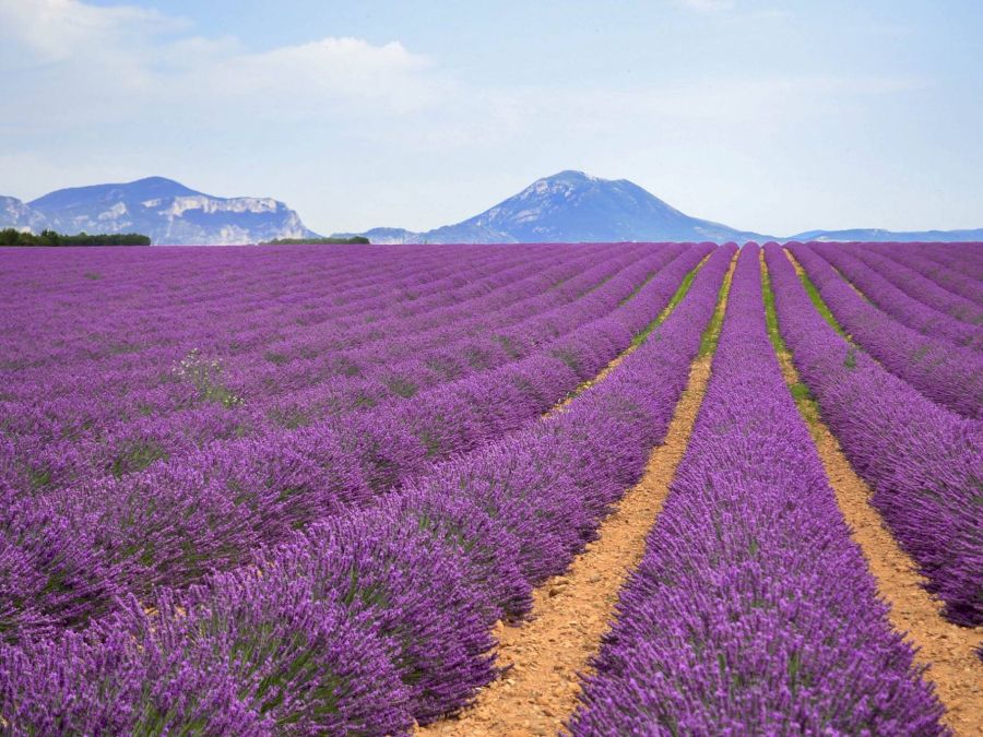 lavanda