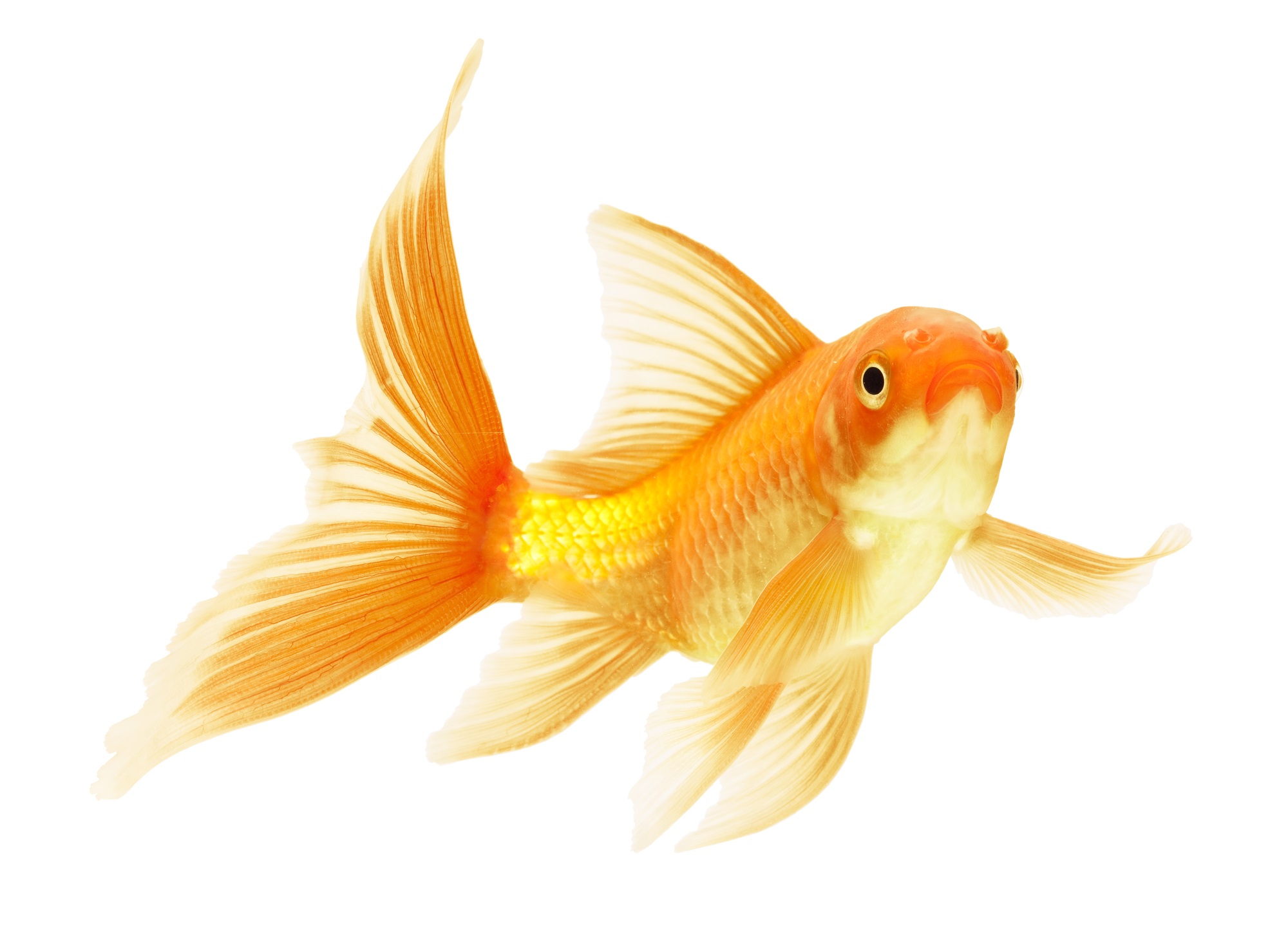 Рыбка золотого цвета. Золотая рыбка львиноголовка. Аквариумные рыбки на белом фоне. Рыбки на белом фоне. Золотая рыбка на белом фоне.