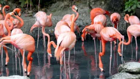 De ce păsările flamingo sunt roz?